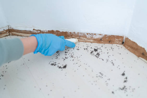 Best Pest Removal Services  in Continental, OH
